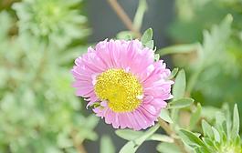 翠菊