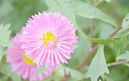 翠菊