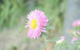翠菊