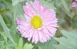 翠菊