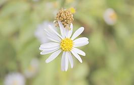 翠菊