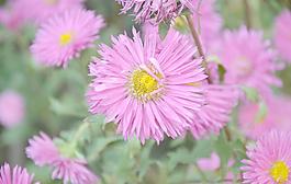 翠菊