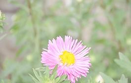 翠菊