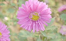 翠菊