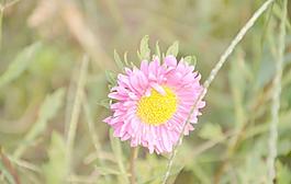 翠菊