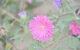 翠菊