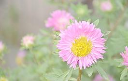 翠菊