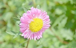 翠菊