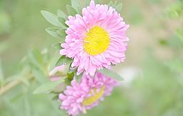 翠菊