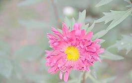 翠菊