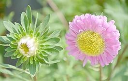 翠菊