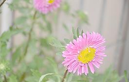 翠菊