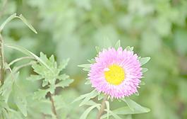翠菊