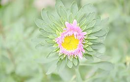 翠菊