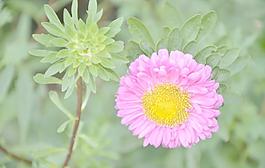 翠菊