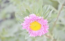 翠菊