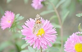 翠菊