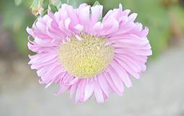 翠菊
