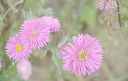 翠菊