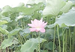 蓮花