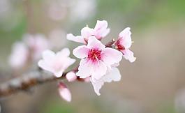 三月桃花