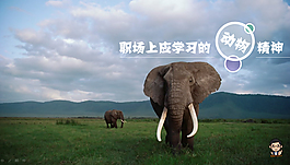 學(xué)習(xí)動(dòng)物的精神