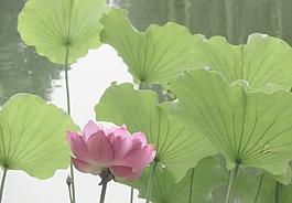 蓮花