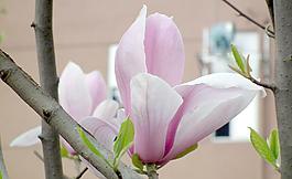 三月 玉蘭花