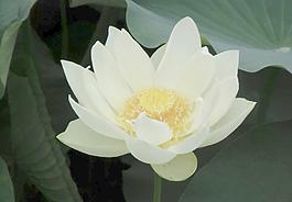 蓮花