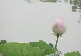 蓮花