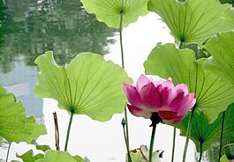 蓮花