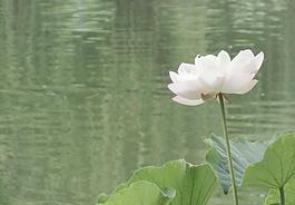蓮花