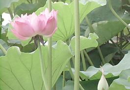 蓮花