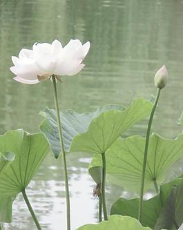 蓮花