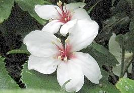 五月雪花油桐