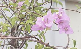 紫色四葉花