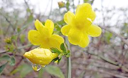 迎春花