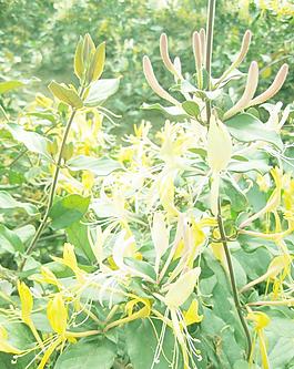 金银花
