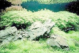 64452_玻璃貼圖_魚缸貼