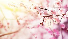 桃花電腦壁紙