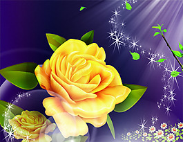 玫瑰花