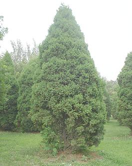 公園風(fēng)景