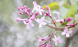 丁香花