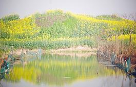 油菜花