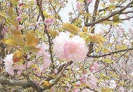 三月櫻花