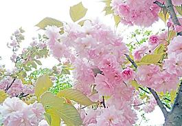 櫻花勝似二月花