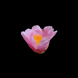 非矢量 寫(xiě)實(shí)花卉 植物 花朵 免費(fèi)素材