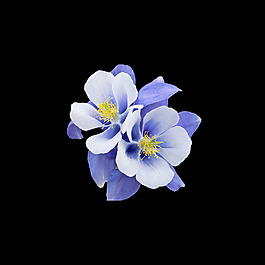 非矢量 寫(xiě)實(shí)花卉 植物 花朵 蝴蝶花 免費(fèi)素材