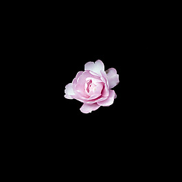 非矢量 寫(xiě)實(shí)花卉 植物 花朵 免費(fèi)素材