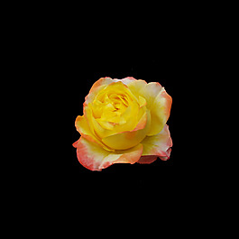 非矢量 寫實(shí)花卉 植物 花朵 免費(fèi)素材